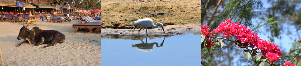 Masterpro Nivo Slider 3.x