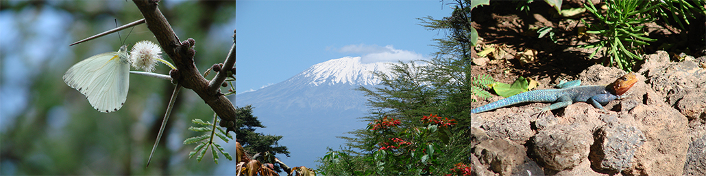 Masterpro Nivo Slider 3.x