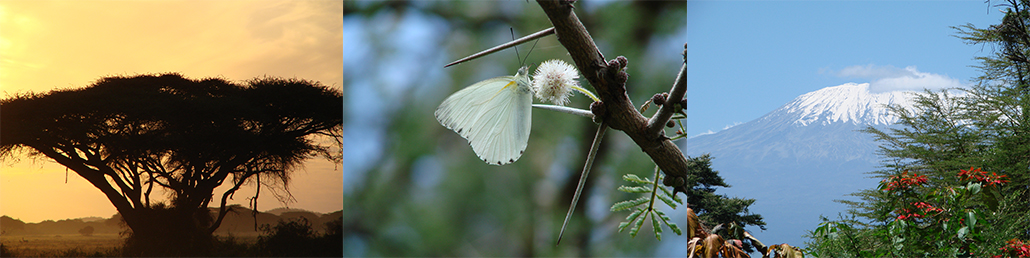 Masterpro Nivo Slider 3.x