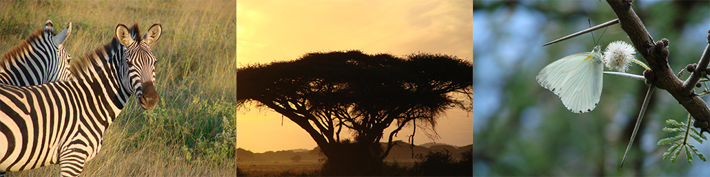 Masterpro Nivo Slider 3.x