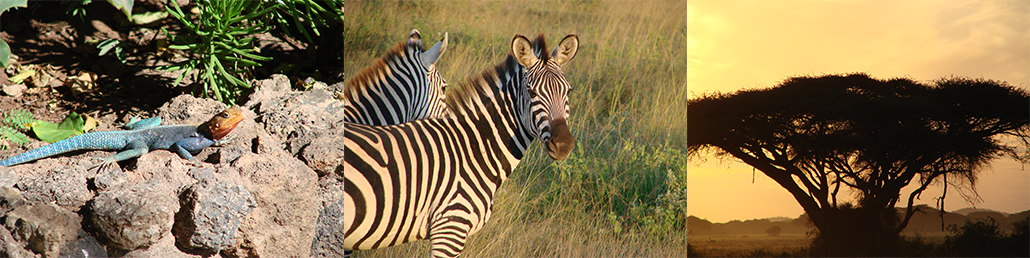 Masterpro Nivo Slider 3.x