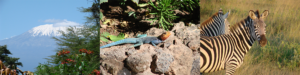 Masterpro Nivo Slider 3.x